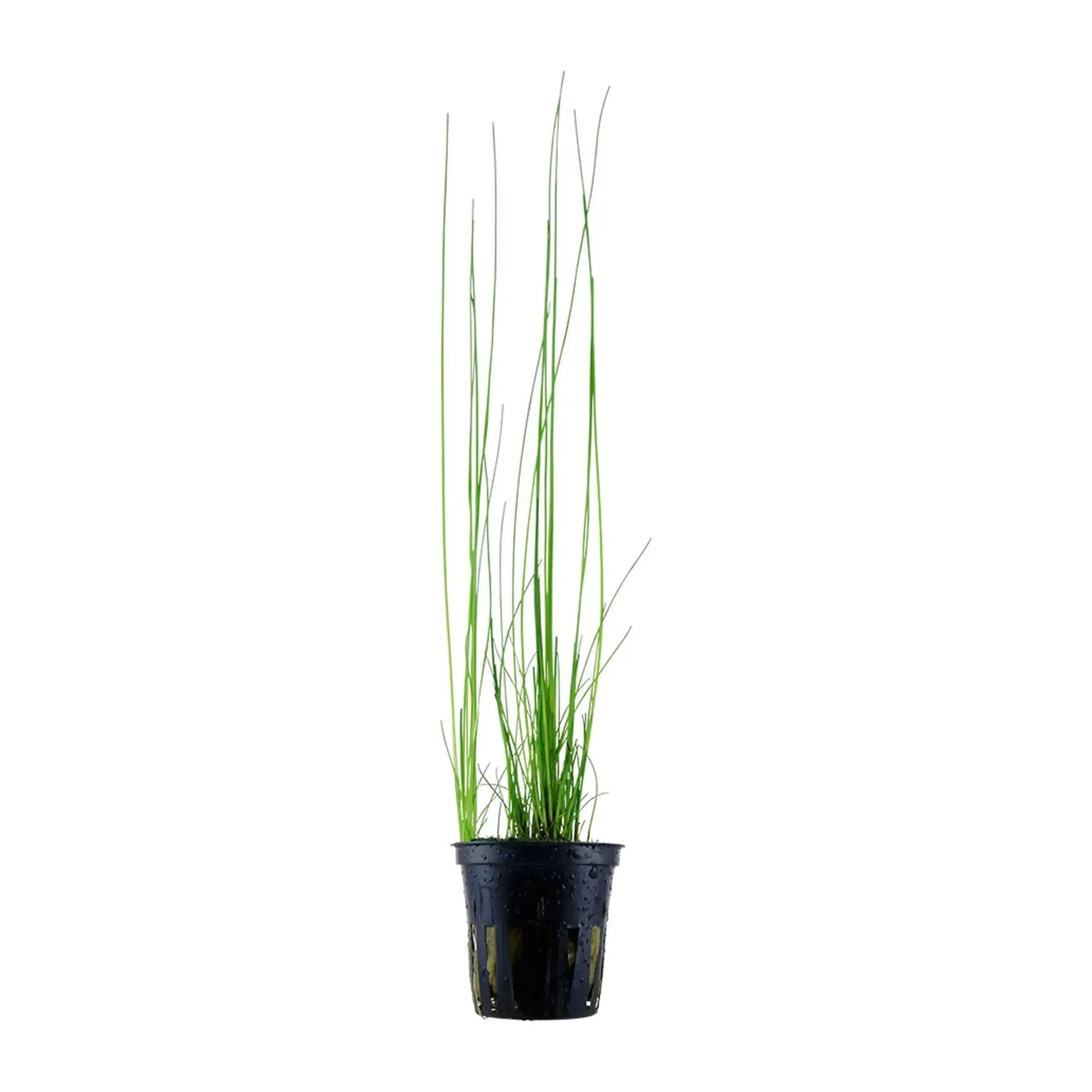 Tropica Beginner Plant Bundle - 5 Easy-Care Aquarium Plant - Aqua