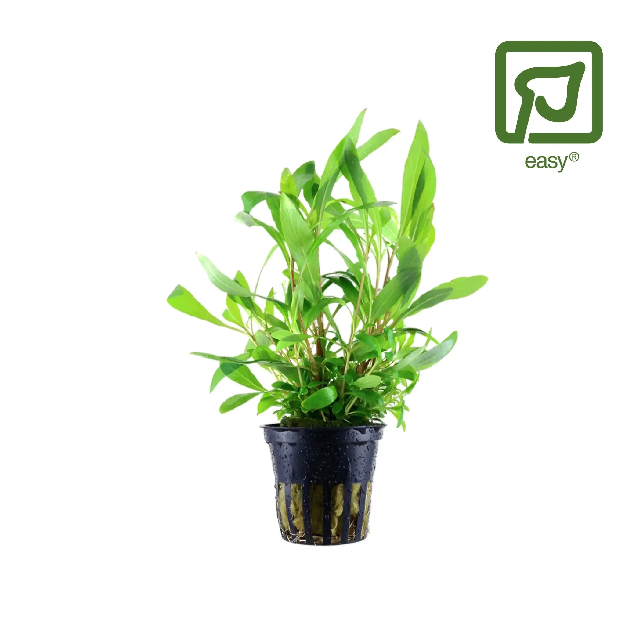 Aqua Essentials Aquarium Plants The Home of The Planted Aquarium