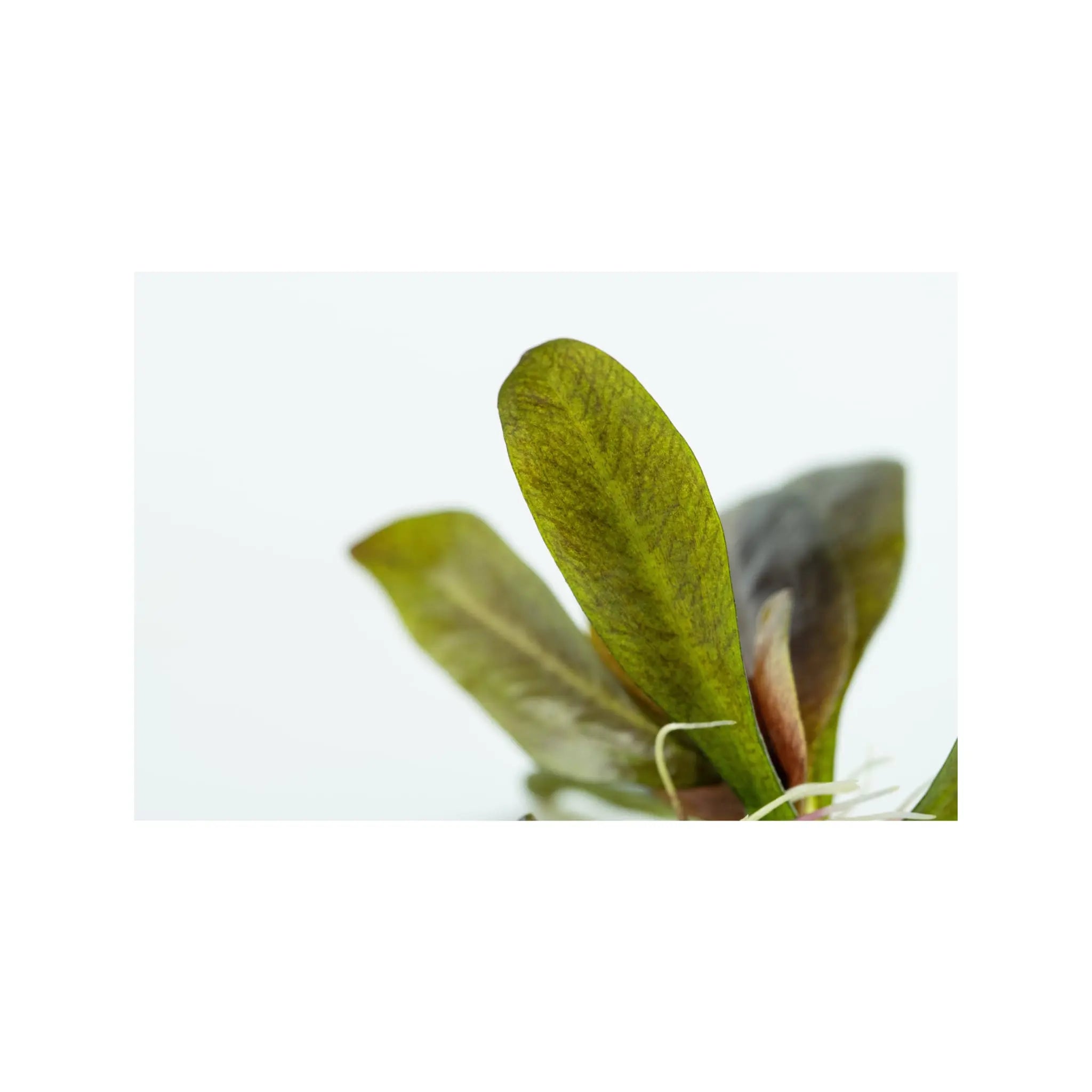 Tropica Echinodorus reni 1-2-GROW! - Aqua Essentials