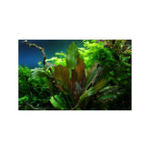 Tropica Echinodorus reni 1-2-GROW! - Aqua Essentials