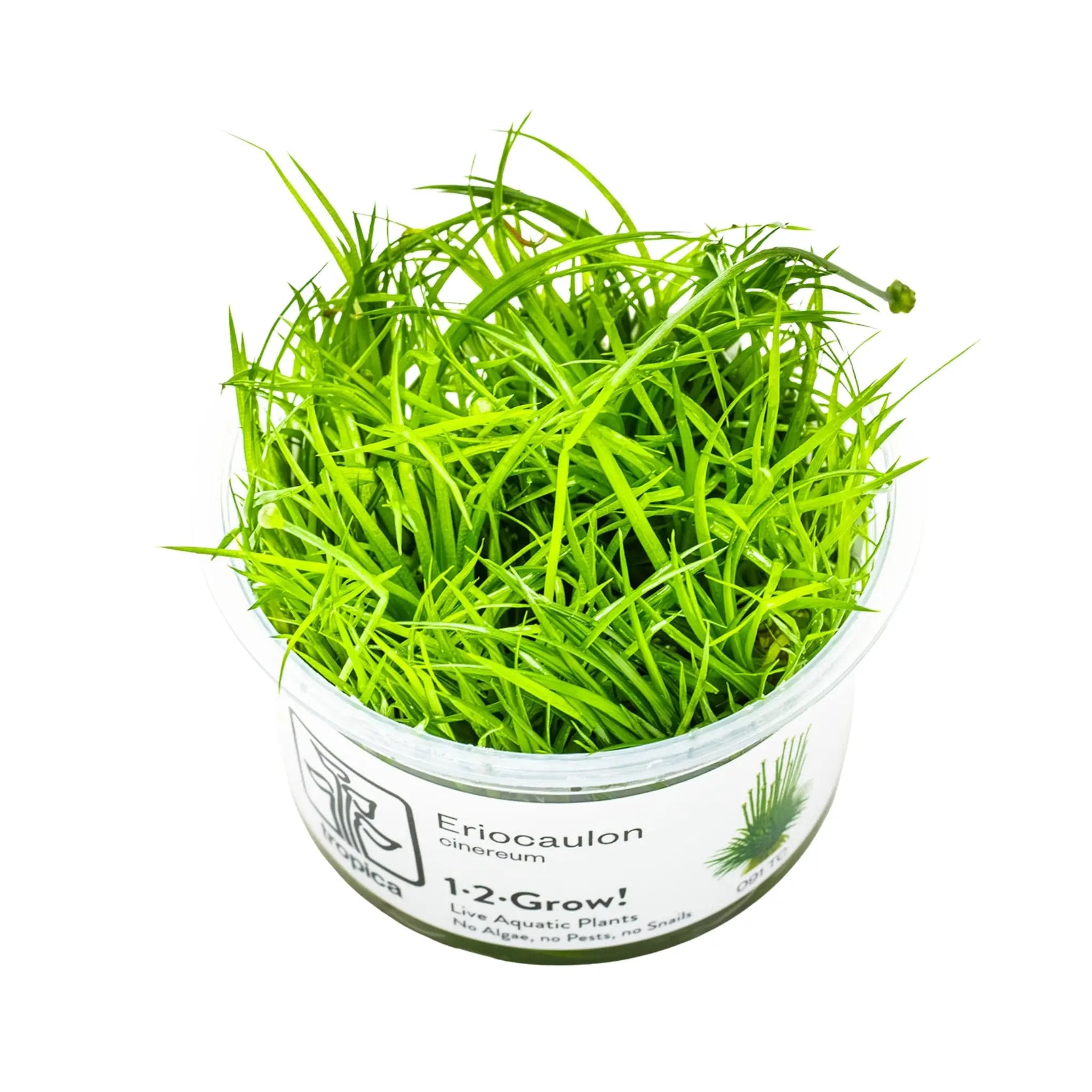 Tropica Eriocaulon Vietnam 1-2-GROW! Tropica
