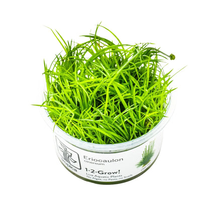 Tropica Eriocaulon Vietnam 1-2-GROW! Tropica
