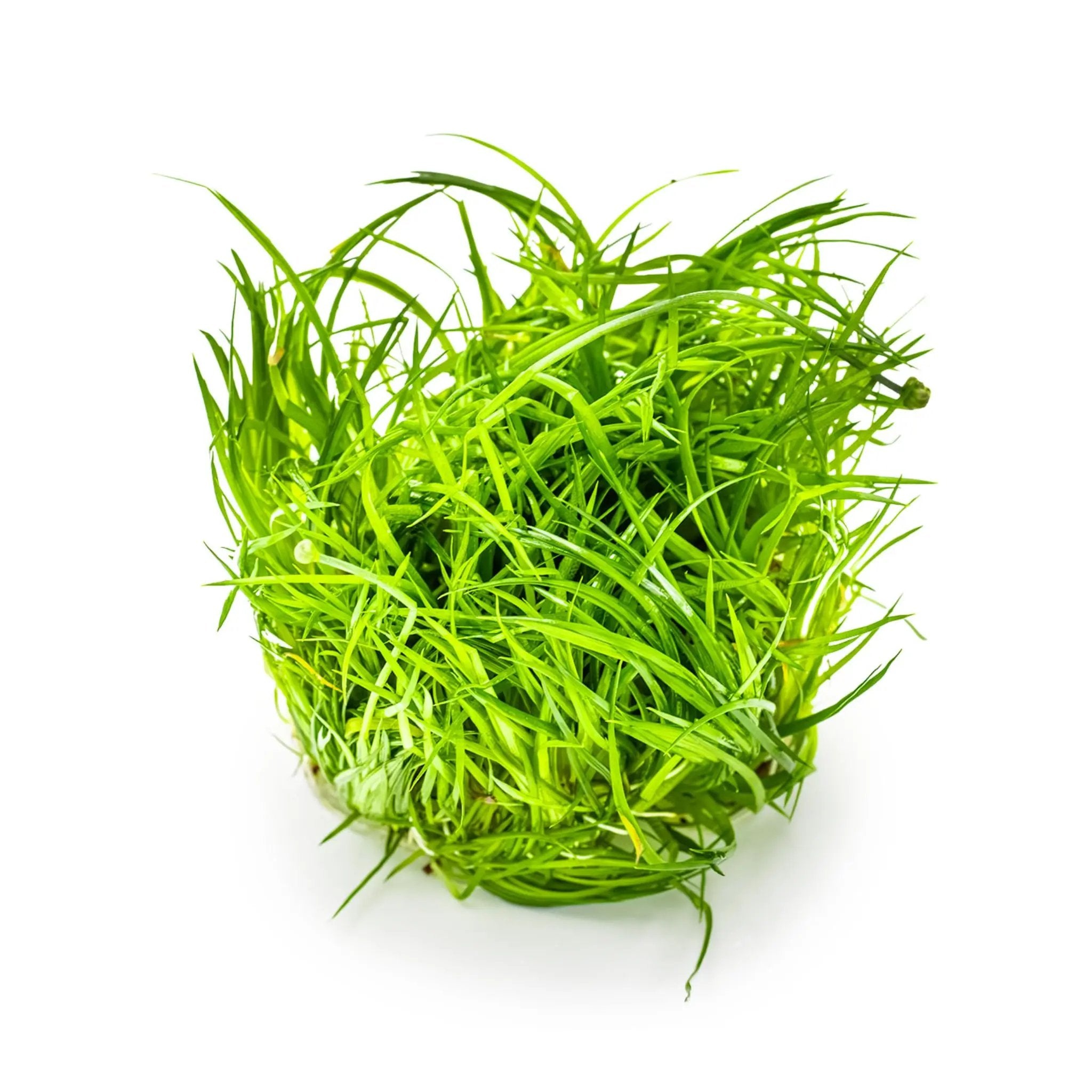 Tropica Eriocaulon Vietnam 1-2-GROW! Tropica