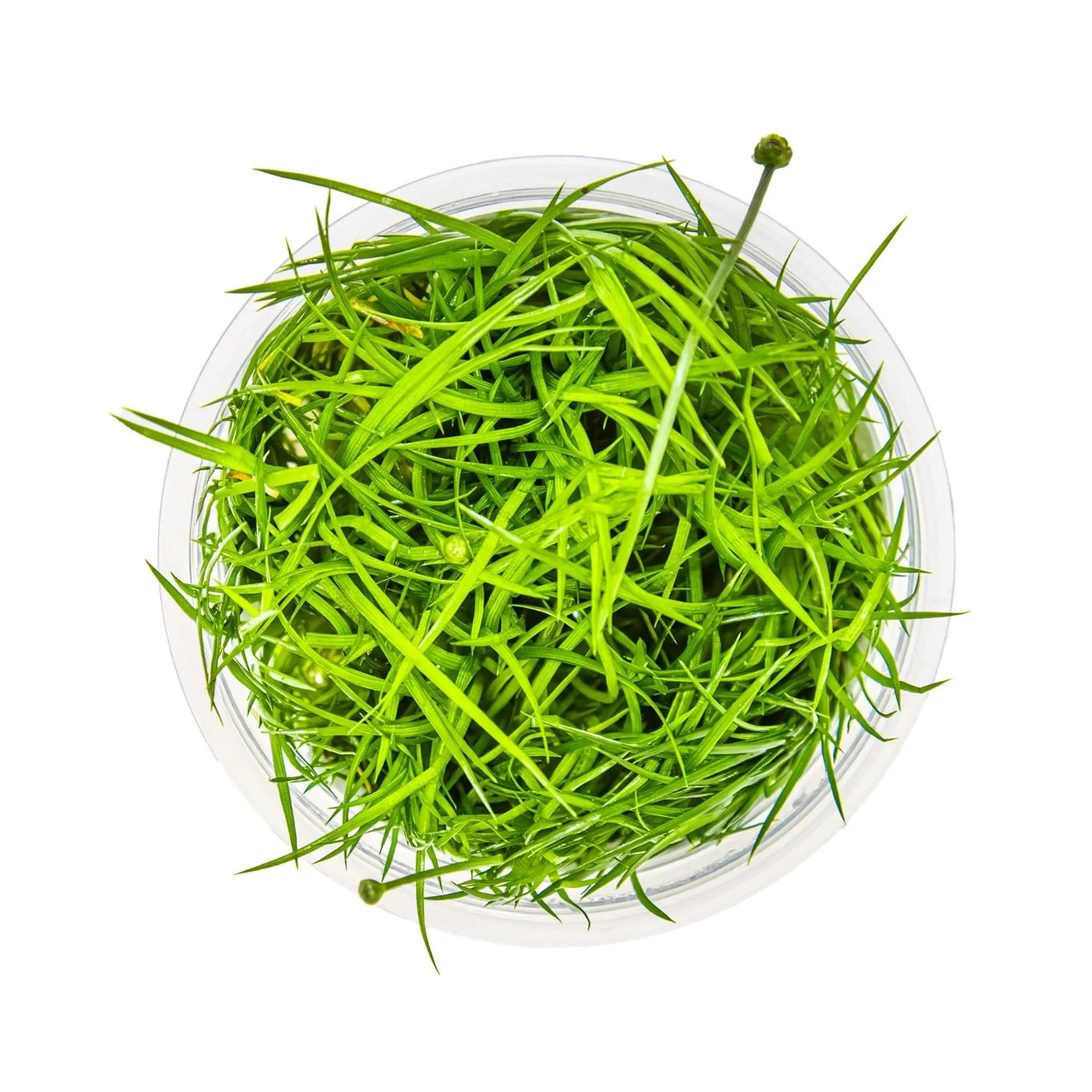 Tropica Eriocaulon Vietnam 1-2-GROW! Tropica