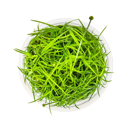 Tropica Eriocaulon Vietnam 1-2-GROW! Tropica