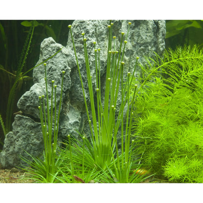 Tropica Eriocaulon Vietnam 1-2-GROW! Tropica