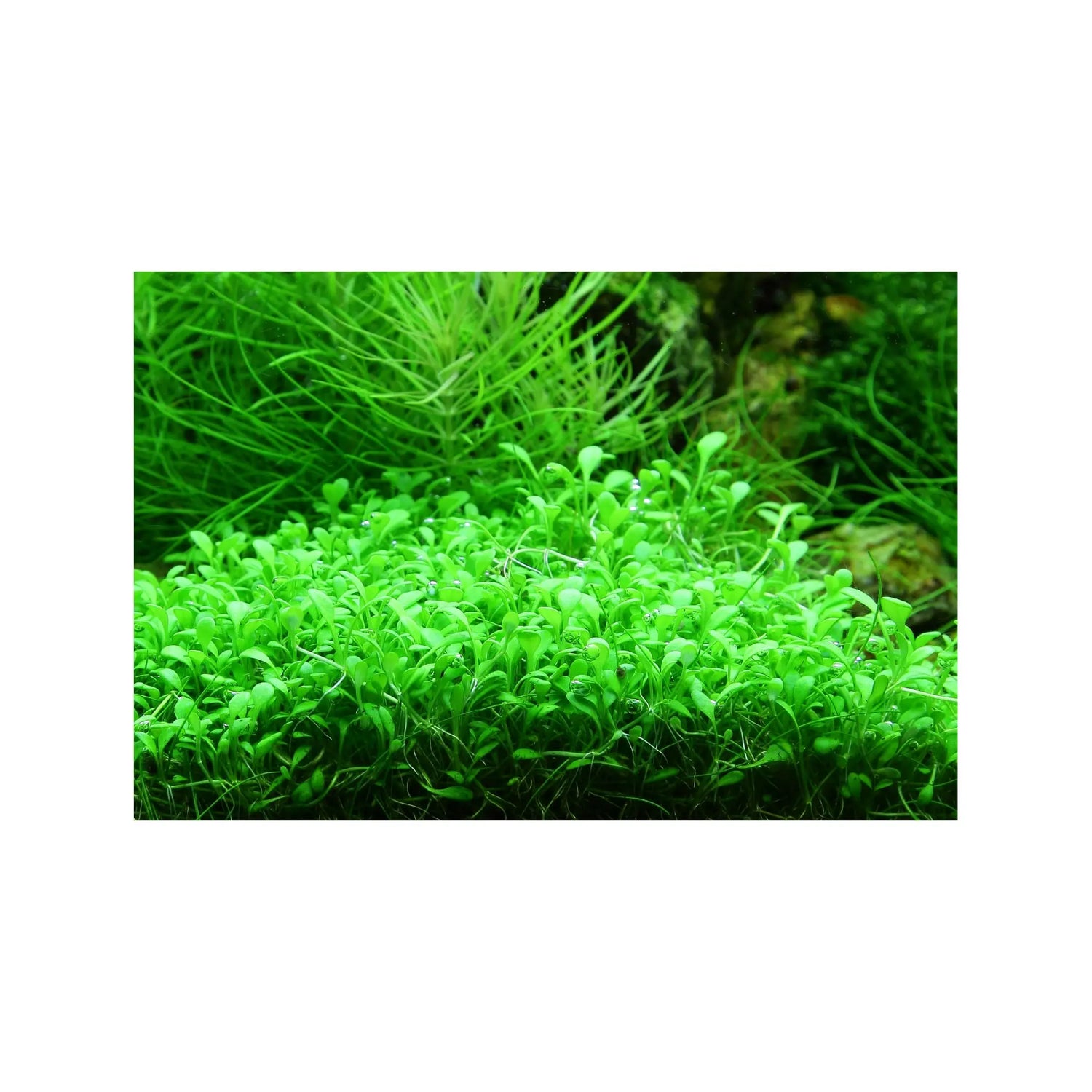 Tropica Glossostigma elatinoides 1-2-GROW! - Aqua Essentials