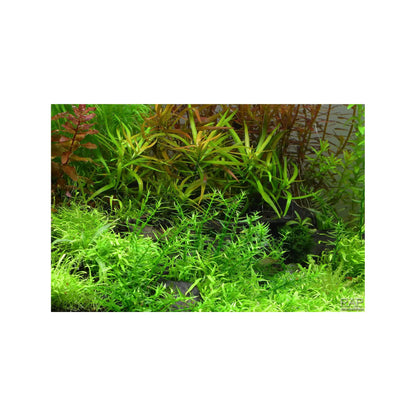 Tropica Gratiola viscidula 1-2-GROW! - Aqua Essentials