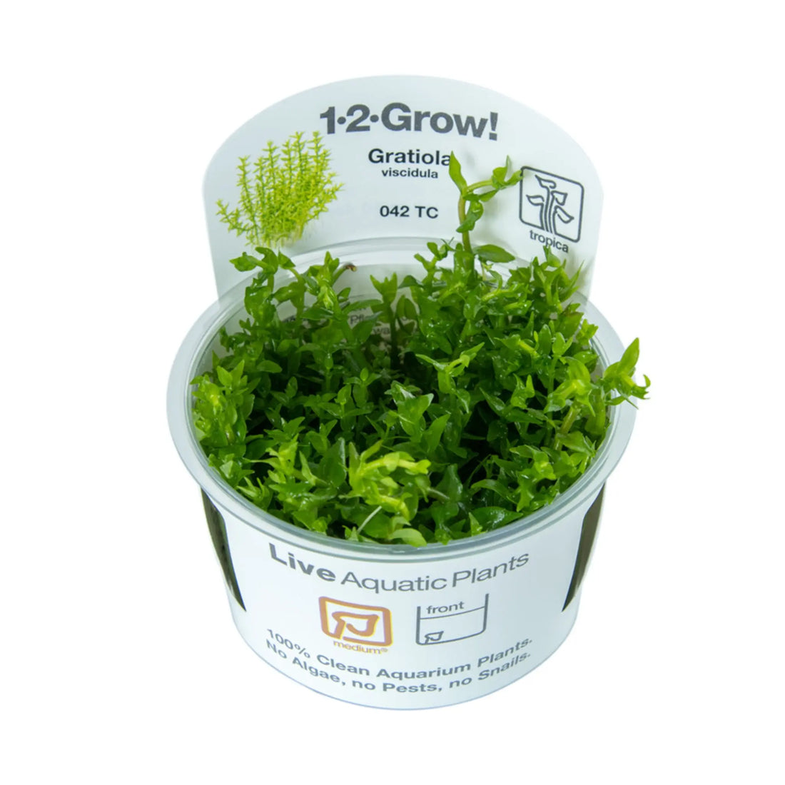 Tropica Gratiola viscidula 1-2-GROW! - Aqua Essentials