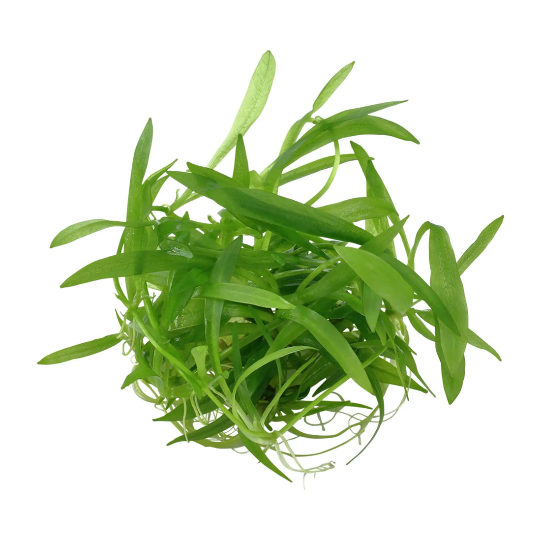 Tropica Helanthium quadricostatus 1-2-GROW! - Aqua Essentials