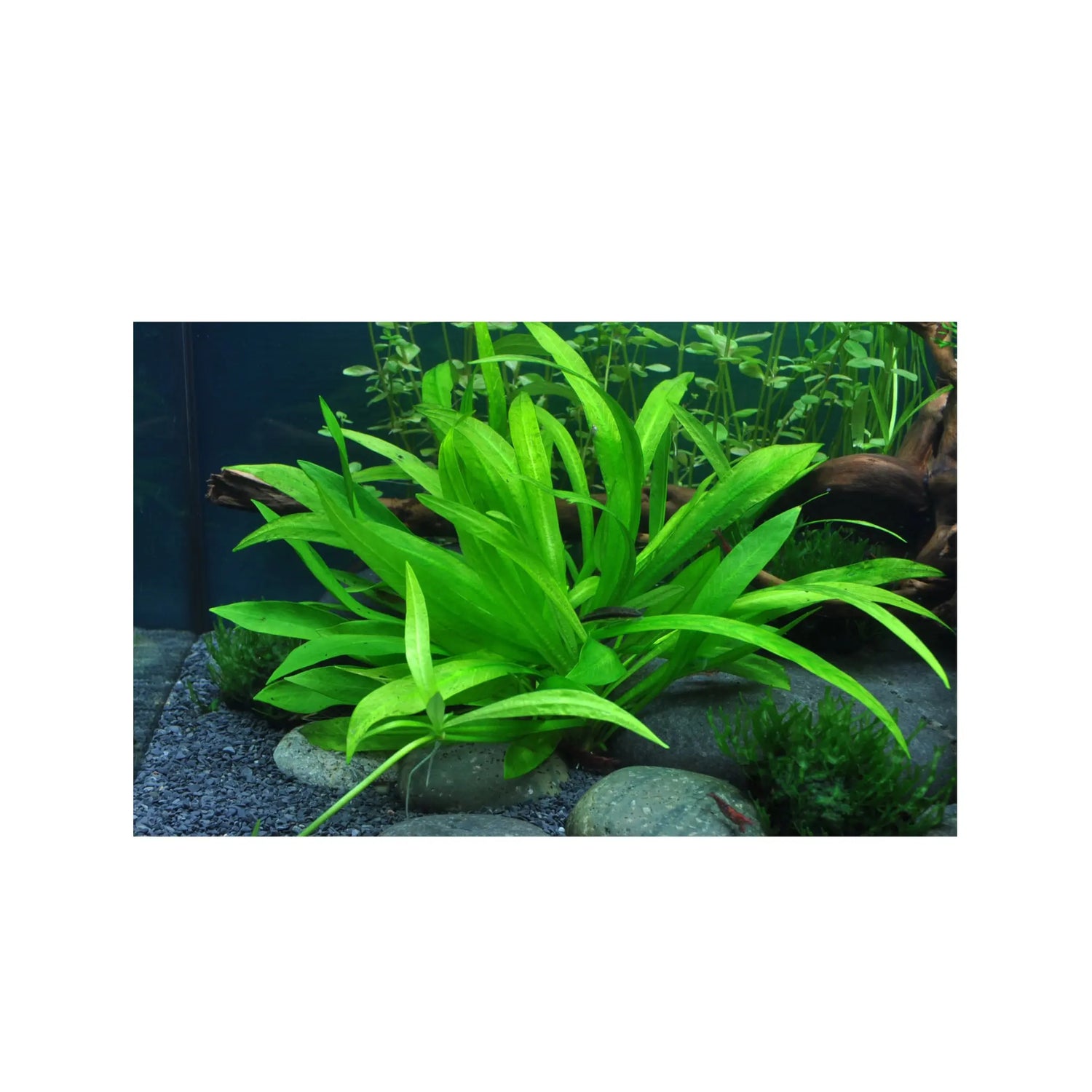 Tropica Helanthium quadricostatus 1-2-GROW! - Aqua Essentials