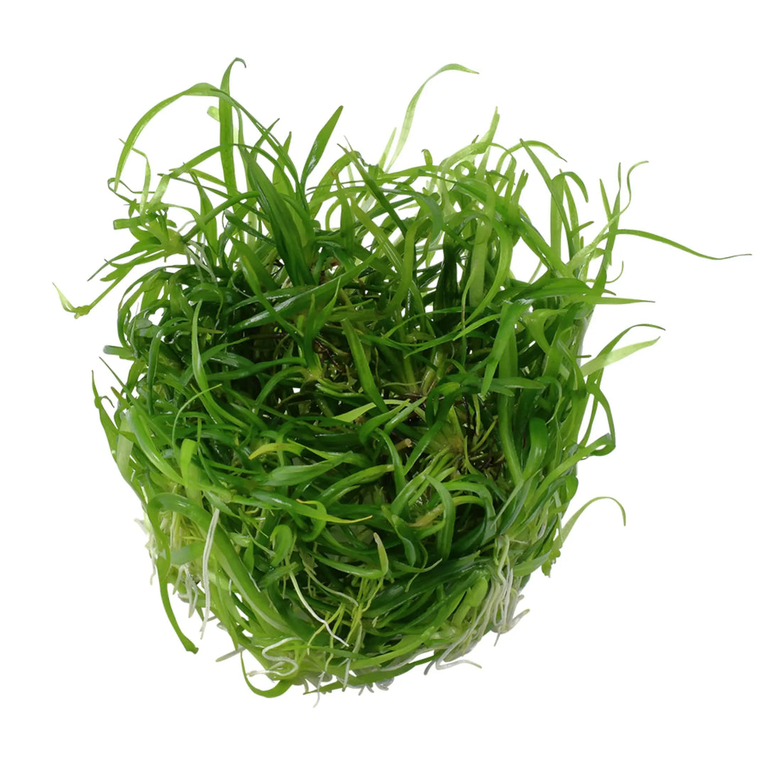Tropica Helanthium tenellum Green 1-2-GROW! - Aqua Essentials