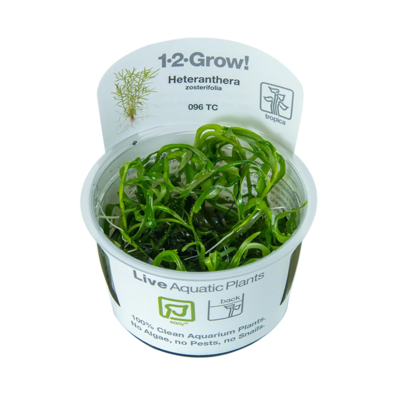Tropica Heteranthera zosterifolia 1-2-GROW! - Aqua Essentials