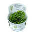 Tropica Heteranthera zosterifolia 1-2-GROW! - Aqua Essentials