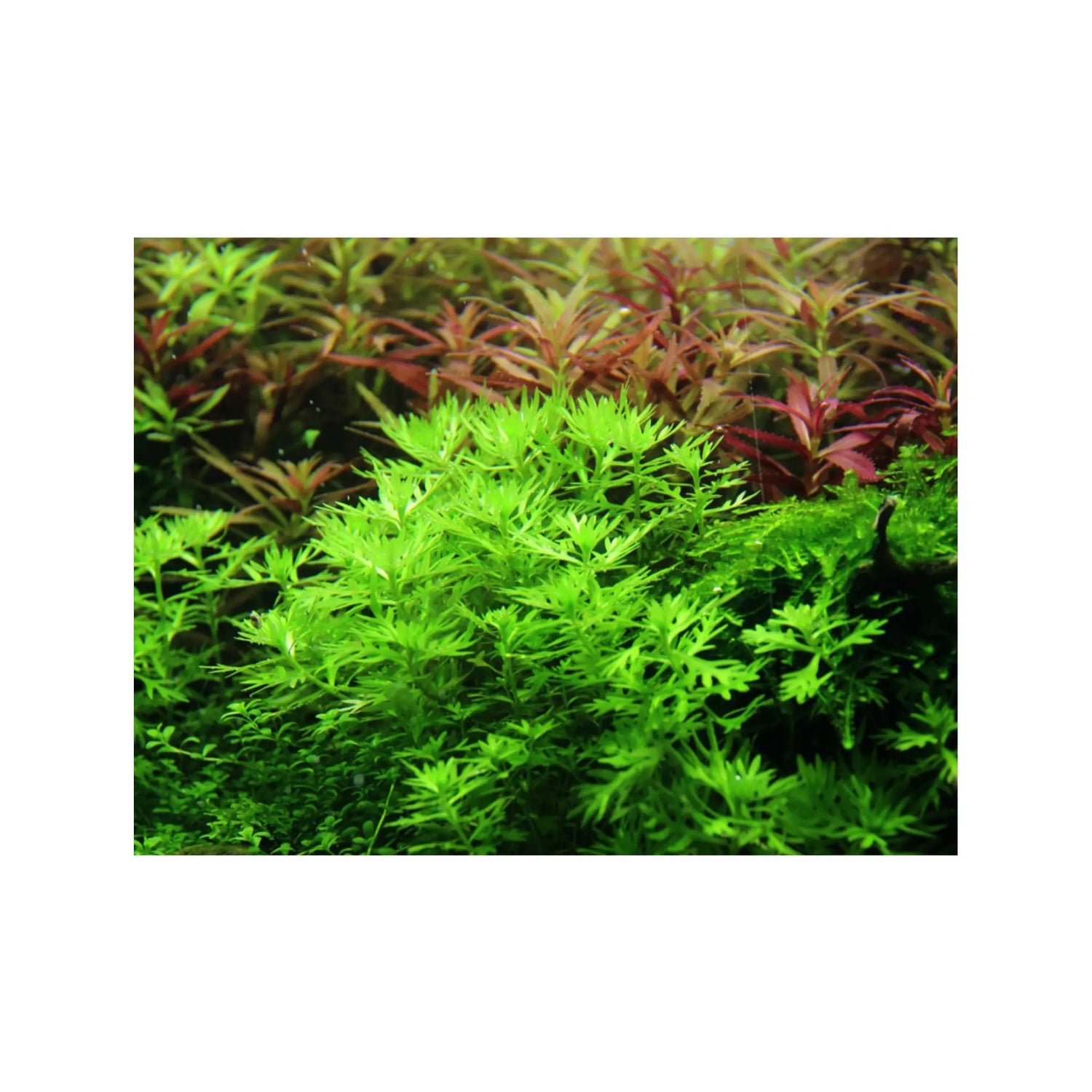 Tropica Hottonia palustris 1-2-GROW! - Aqua Essentials