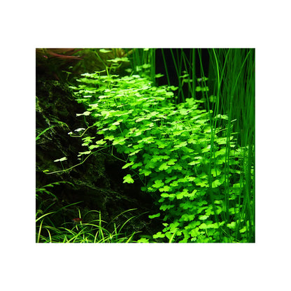 Tropica Hydrocotyle tripartita 1-2-GROW! - Aqua Essentials