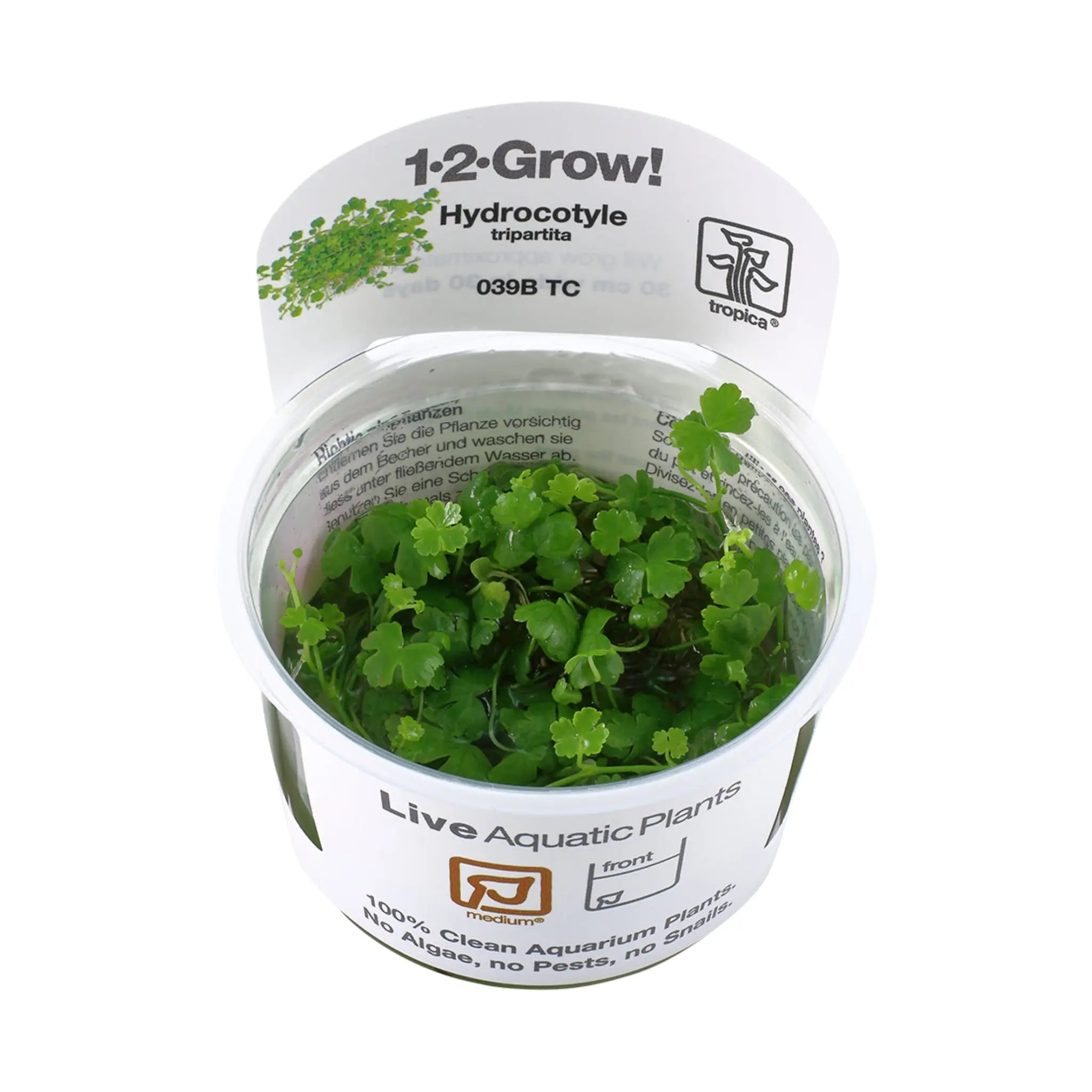 Tropica Hydrocotyle tripartita 1-2-GROW! - Aqua Essentials