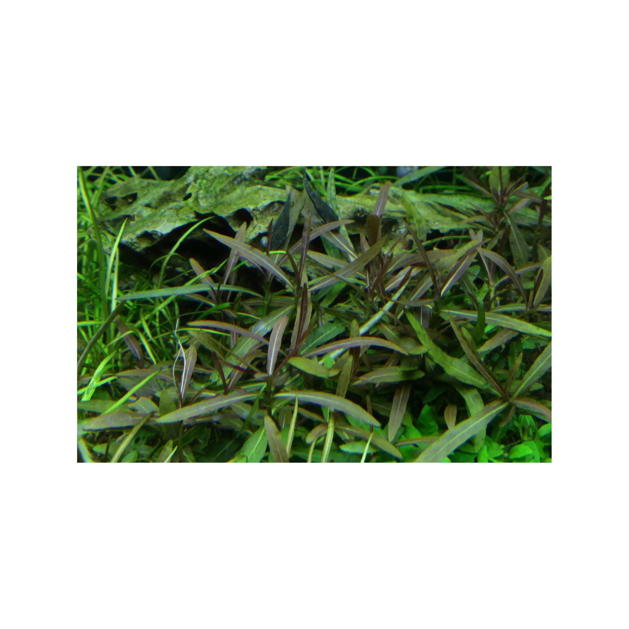 Tropica Hygrophila lancea Araguaia 1-2-GROW! - Aqua Essentials