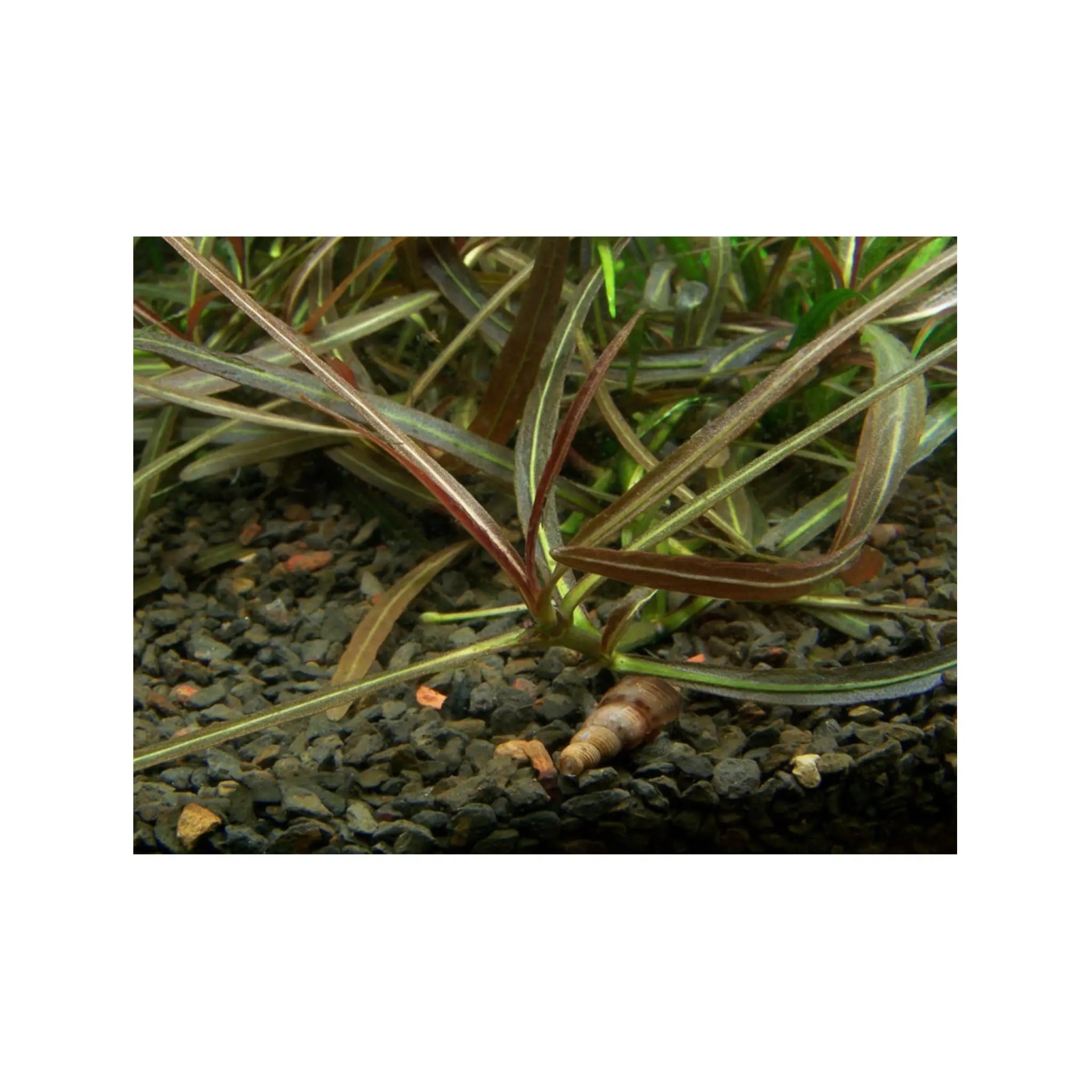 Tropica Hygrophila lancea Araguaia 1-2-GROW! - Aqua Essentials