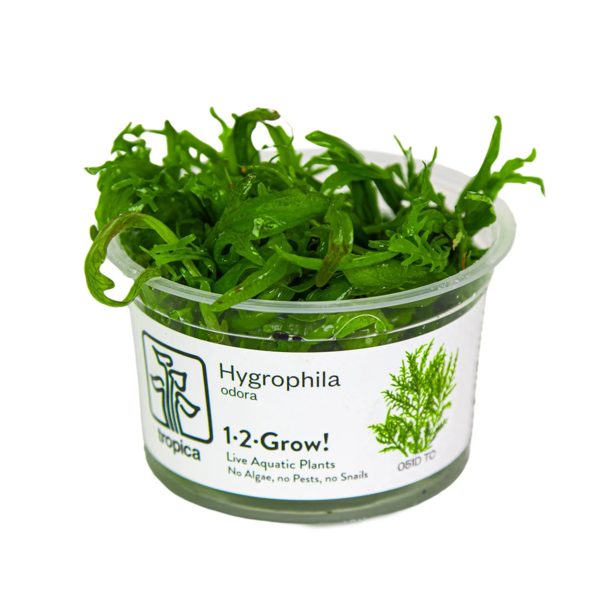 Tropica Hygrophila odora 1-2-GROW Tropica