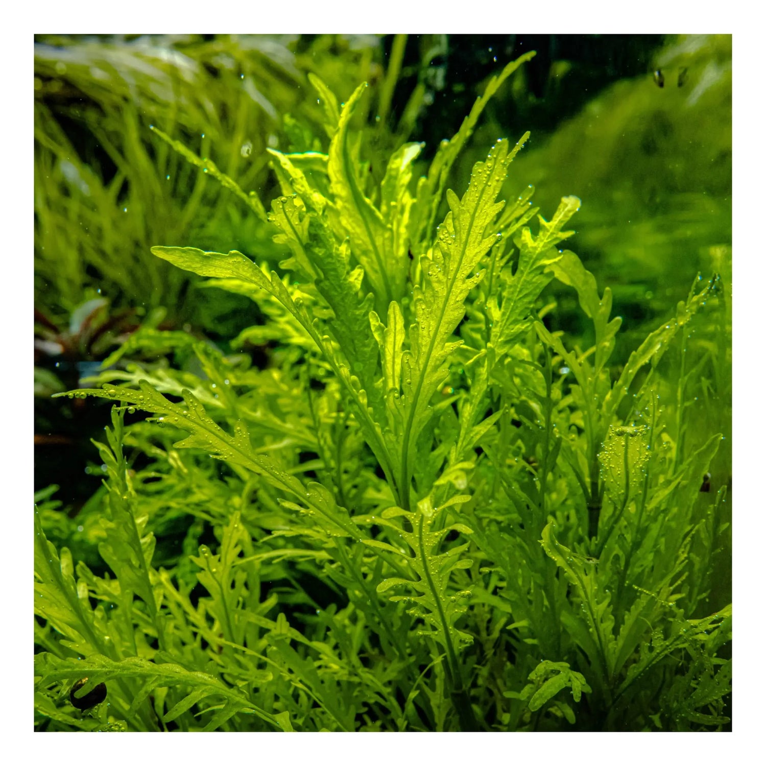 Tropica Hygrophila odora 1-2-GROW Tropica