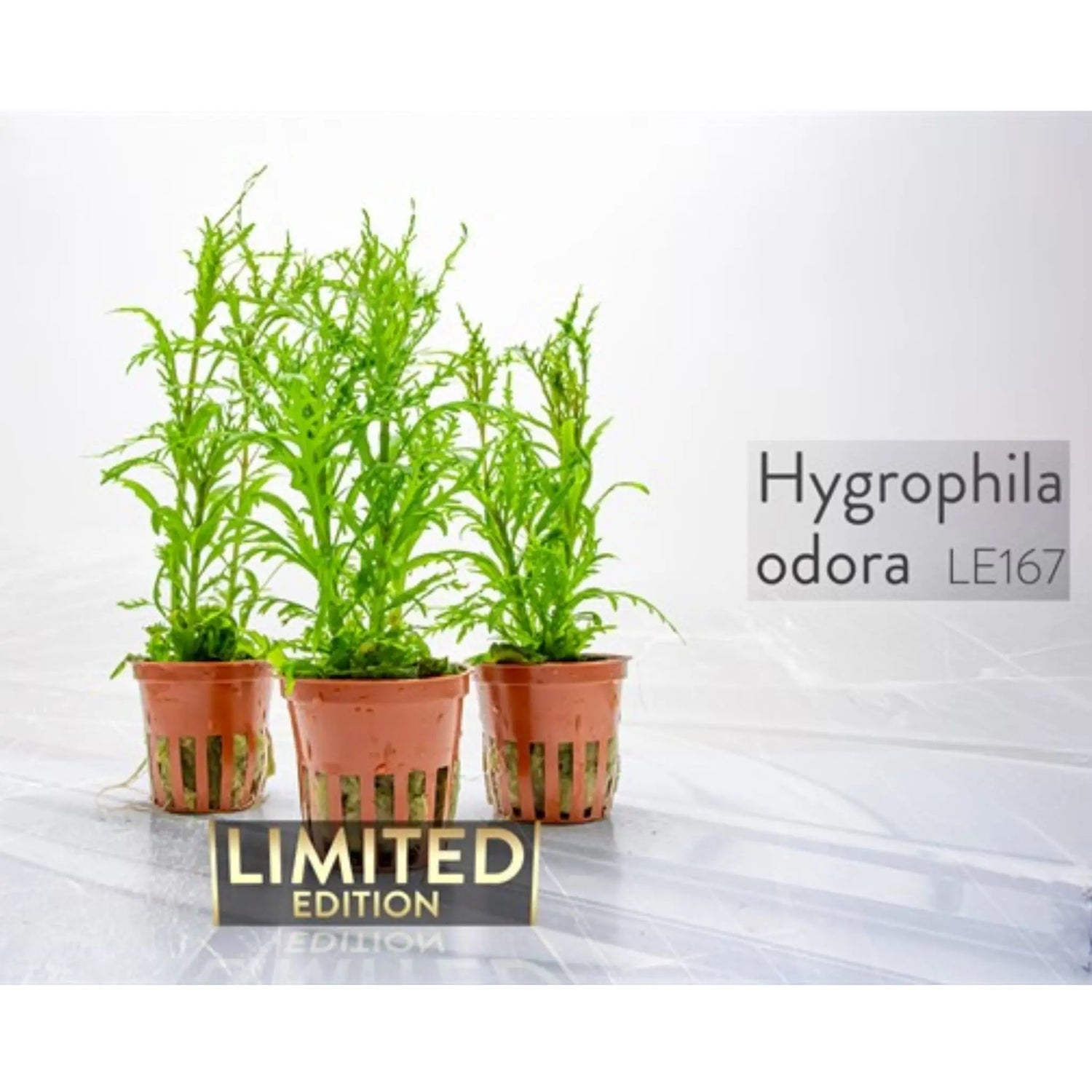 Tropica Hygrophila odora Tropica