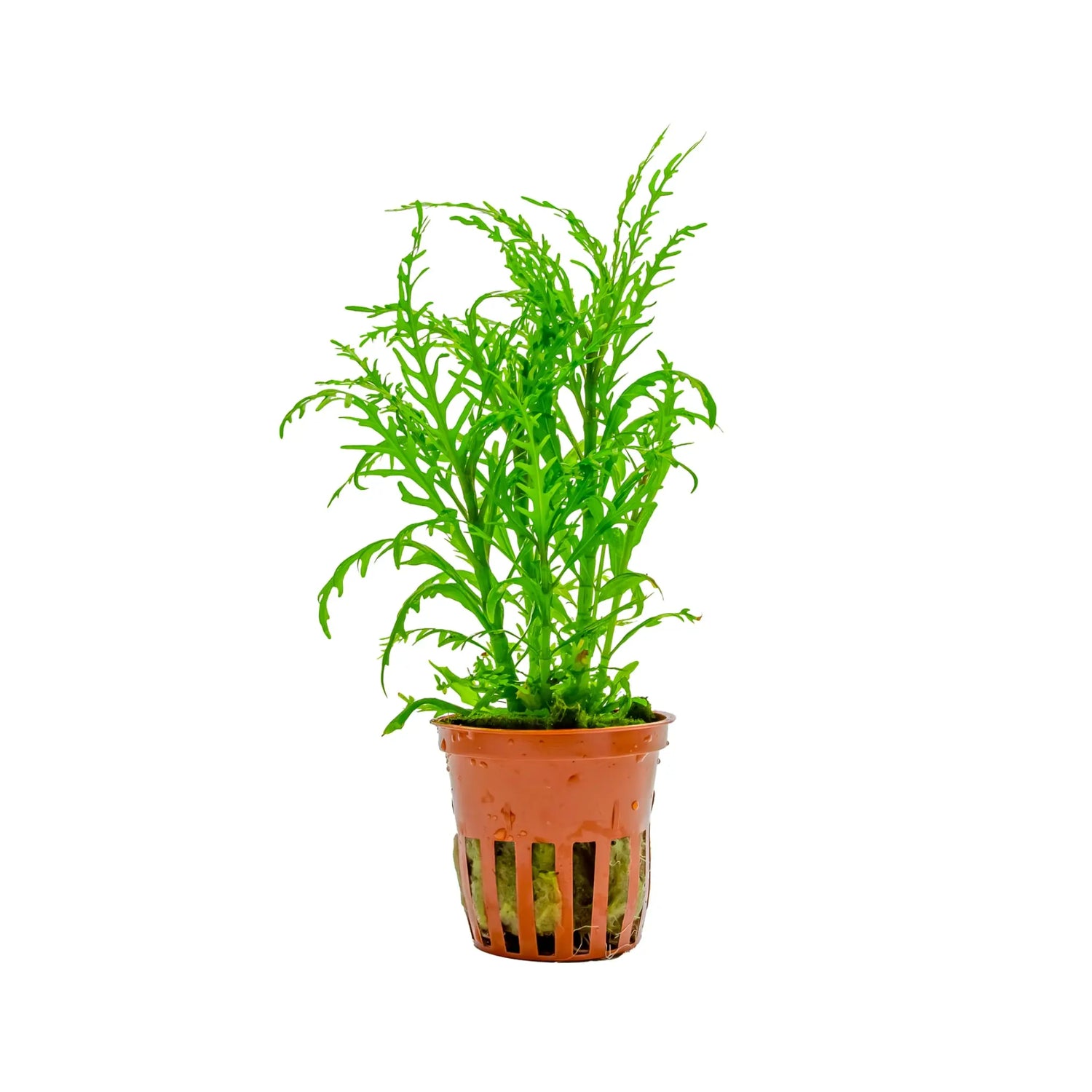 Tropica Hygrophila odora Tropica