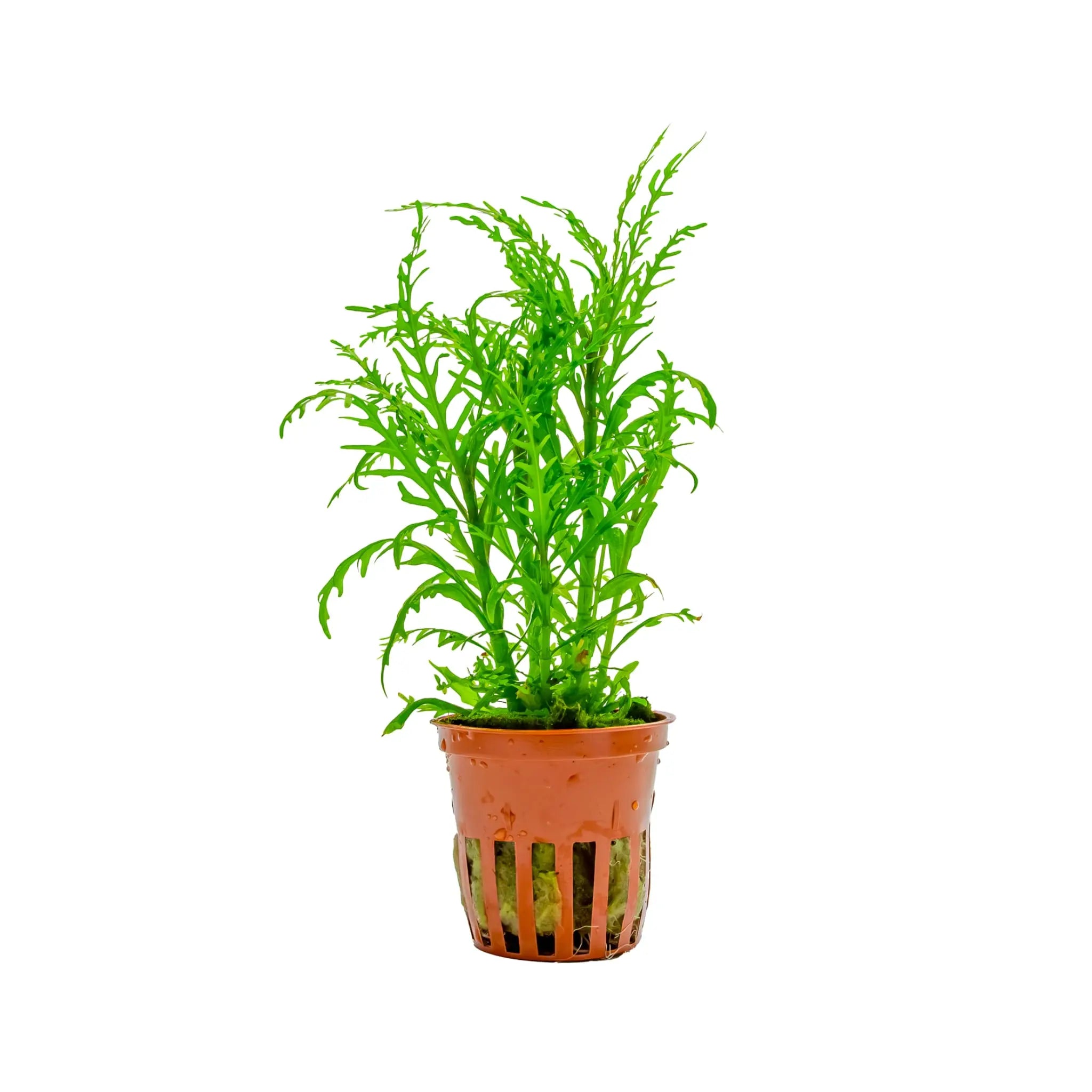 Tropica Hygrophila odora Tropica