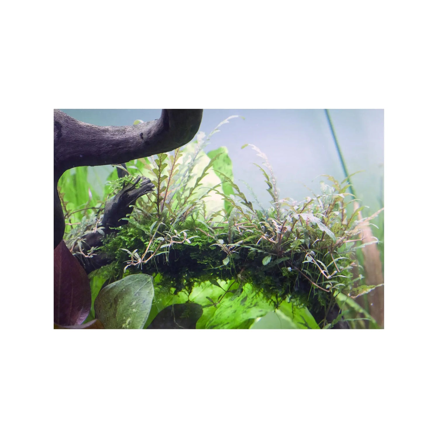 Tropica Hygrophila pinnatifida 1-2-GROW! - Aqua Essentials