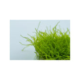 Tropica Leptodictyum riparium 1-2-GROW! - Aqua Essentials