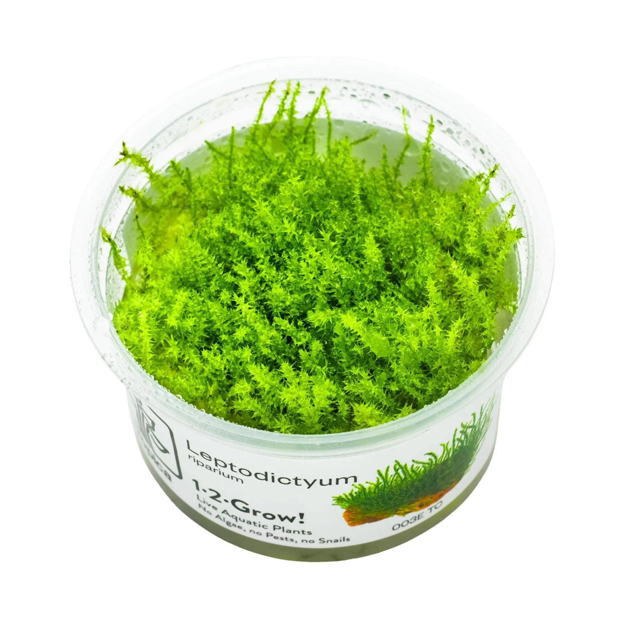Tropica Leptodictyum riparium 1-2-GROW! Tropica