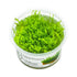 Tropica Leptodictyum riparium 1-2-GROW! Tropica