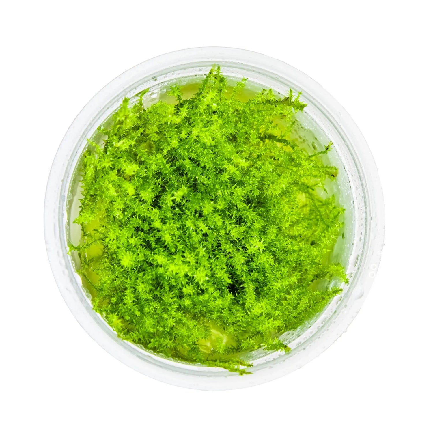 Tropica Leptodictyum riparium 1-2-GROW! Tropica