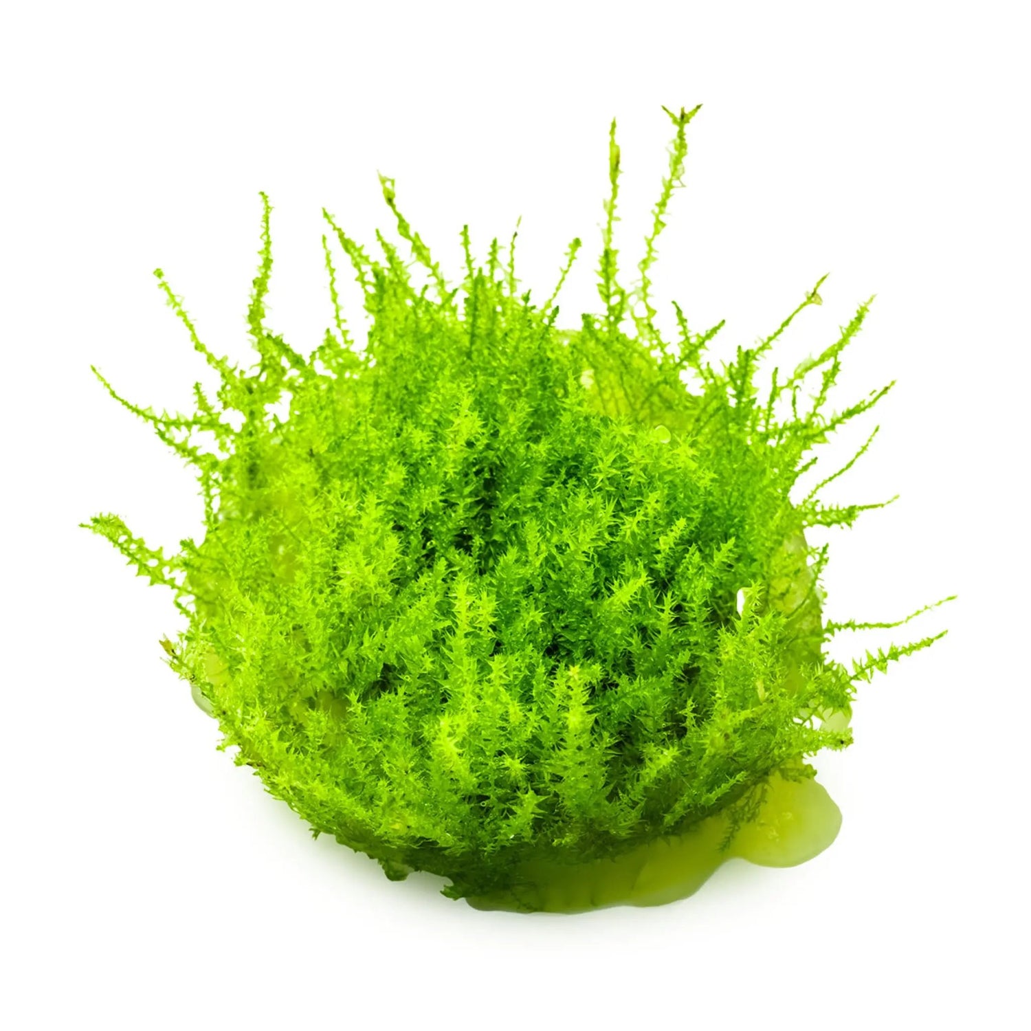 Tropica Leptodictyum riparium 1-2-GROW! Tropica