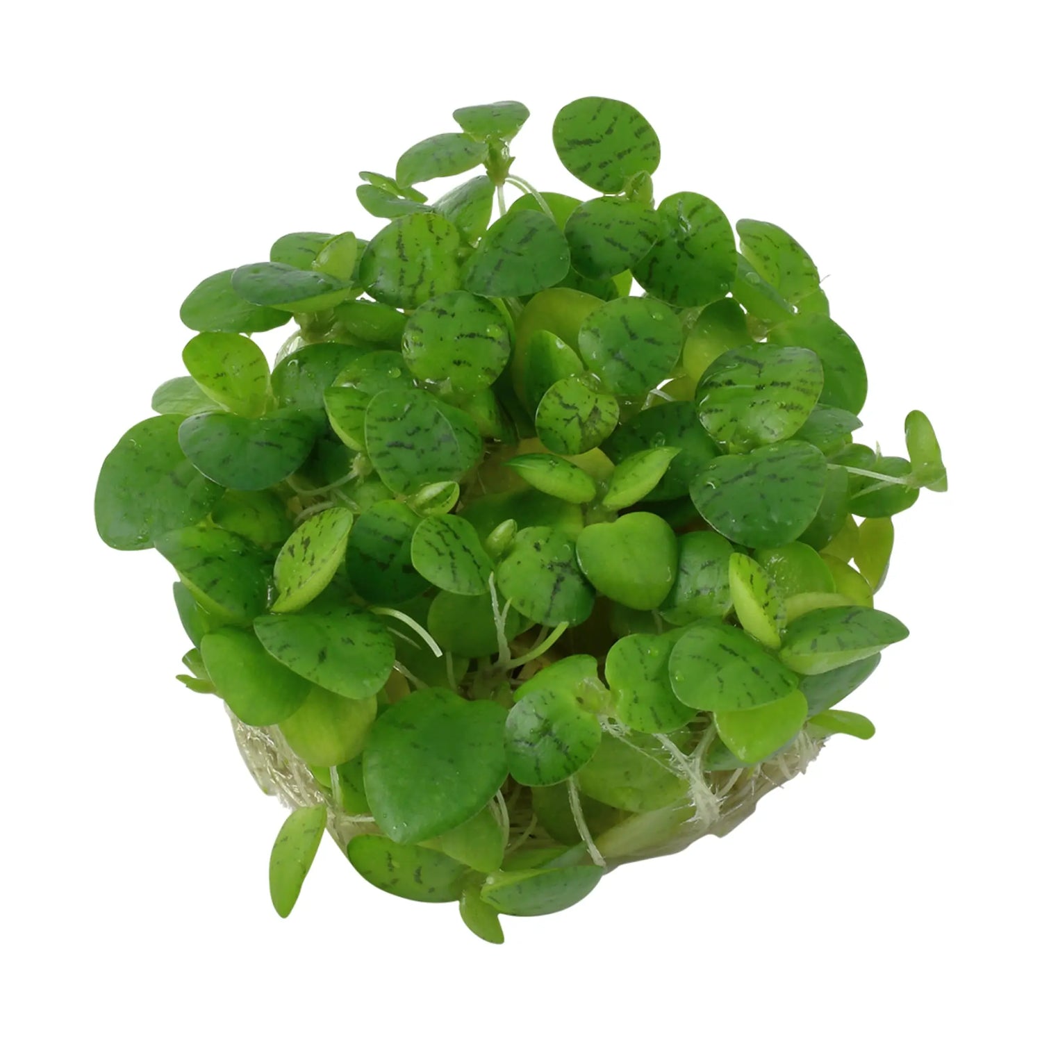 Tropica Limnobium laevigatum 1-2-GROW! (Amazon Frogbit) - Aqua Essentials