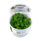 Tropica Limnobium laevigatum 1-2-GROW! (Amazon Frogbit) - Aqua Essentials