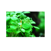 Tropica Lobelia cardinalis Mini 1-2-GROW! - Aqua Essentials