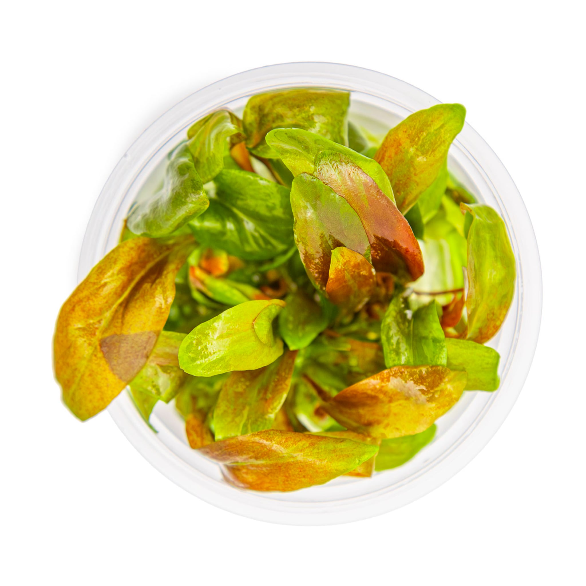 Tropica Lysimachia parvifolia ‘Red’ 1-2-GROW!