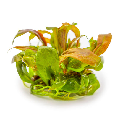 Tropica Lysimachia parvifolia ‘Red’ 1-2-GROW!