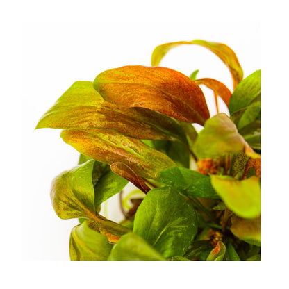 Tropica Lysimachia parvifolia ‘Red’ 1-2-GROW!