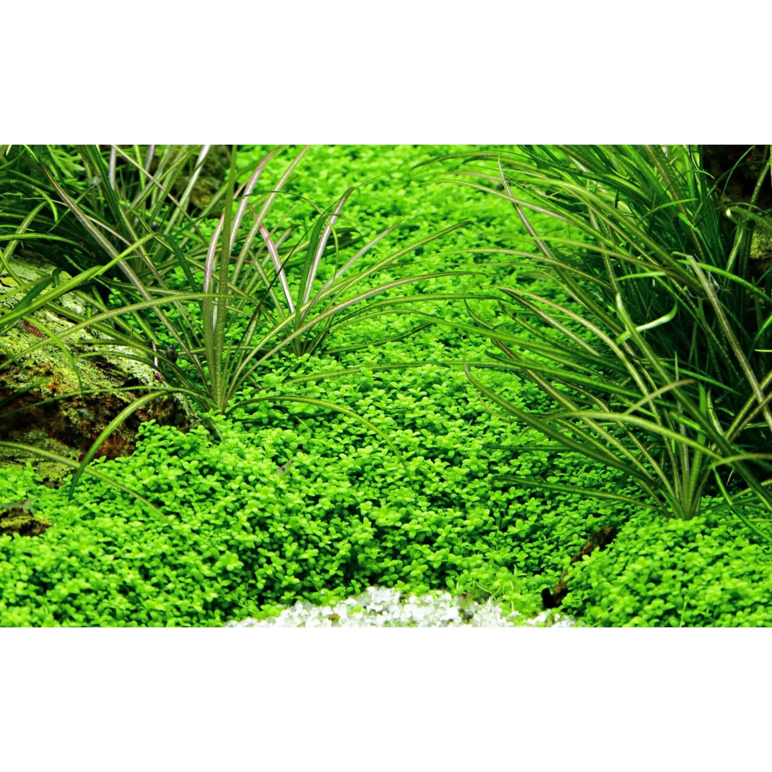 Tropica Micranthemum callitrichoides Cuba 1-2-GROW! - Aqua Essentials