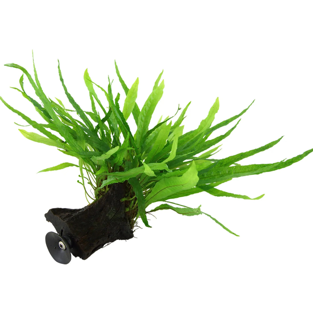 Tropica Microsorum Narrow on Decor - Floating - Aqua Essentials