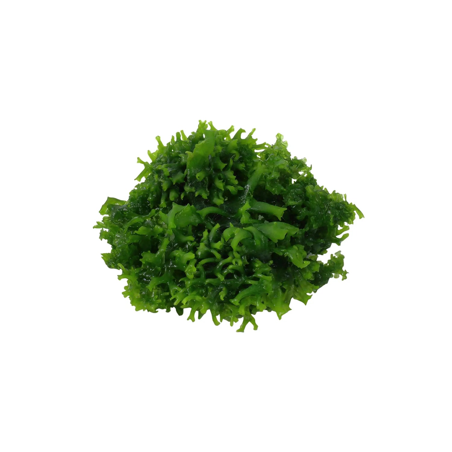 Tropica Monosolenium tenerum 1-2-Grow! - Aqua Essentials