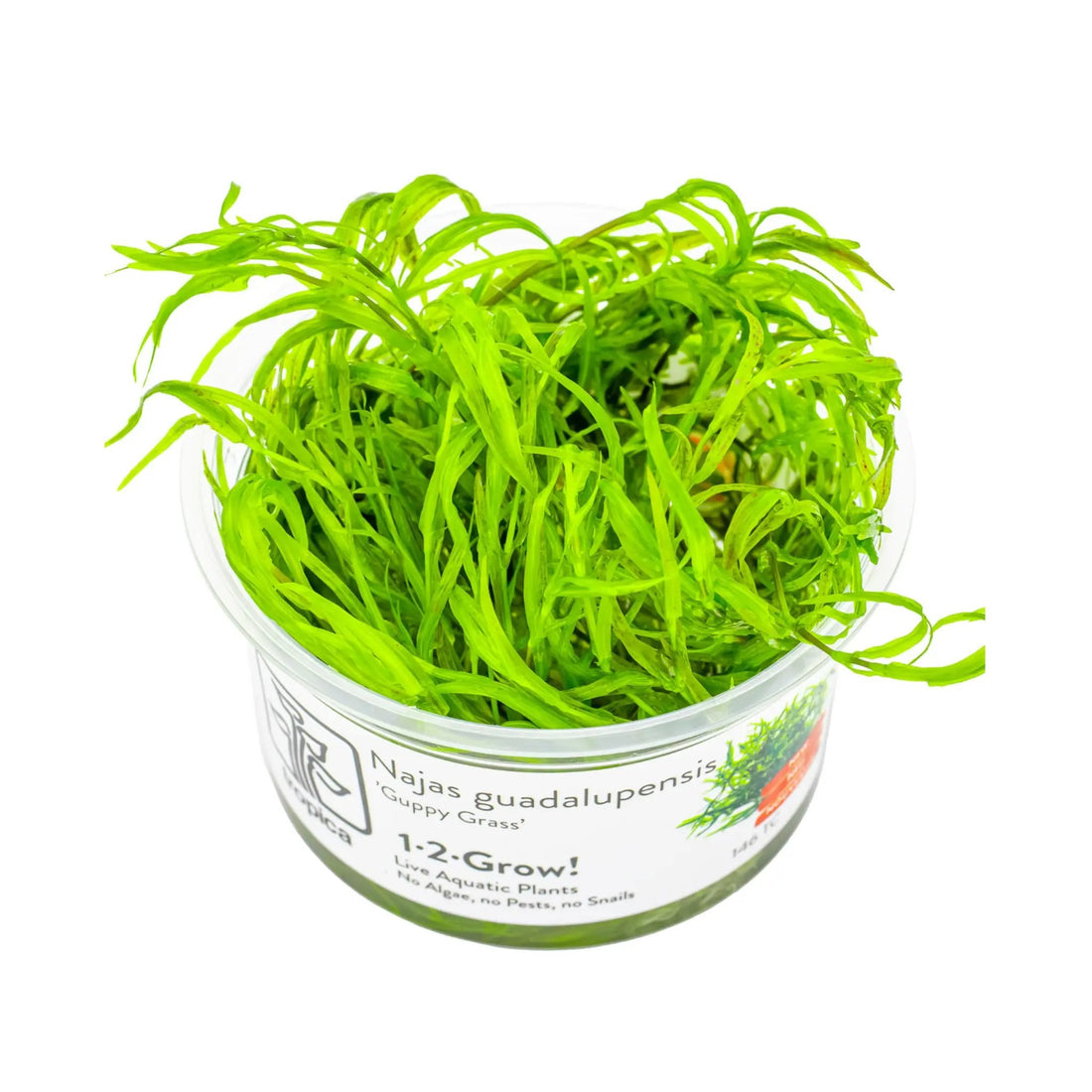 Tropica Najas guadalupensis Guppy Grass 1-2-Grow Tropica