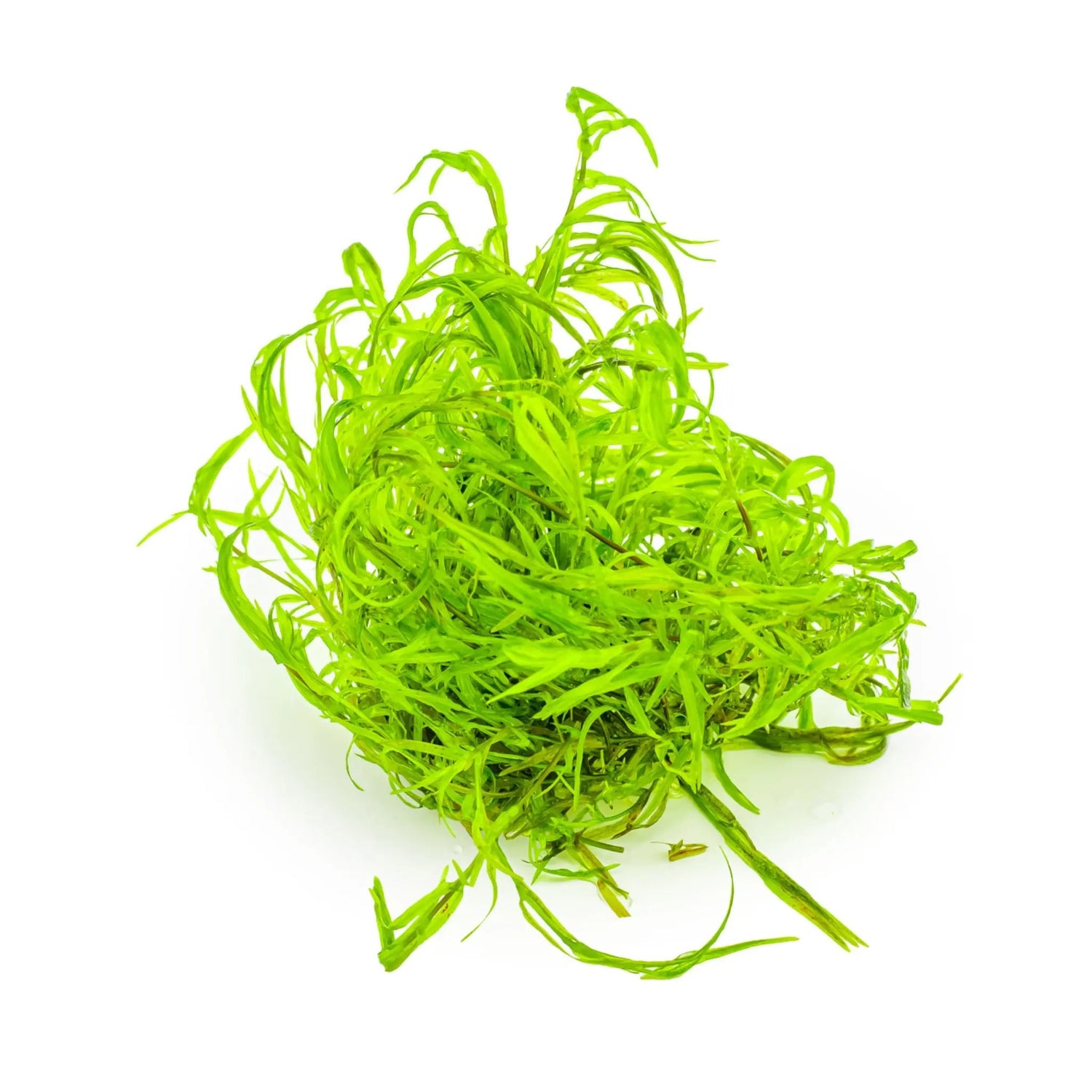 Tropica Najas guadalupensis Guppy Grass 1-2-Grow Tropica