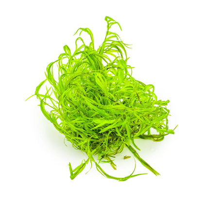 Tropica Najas guadalupensis Guppy Grass 1-2-Grow Tropica