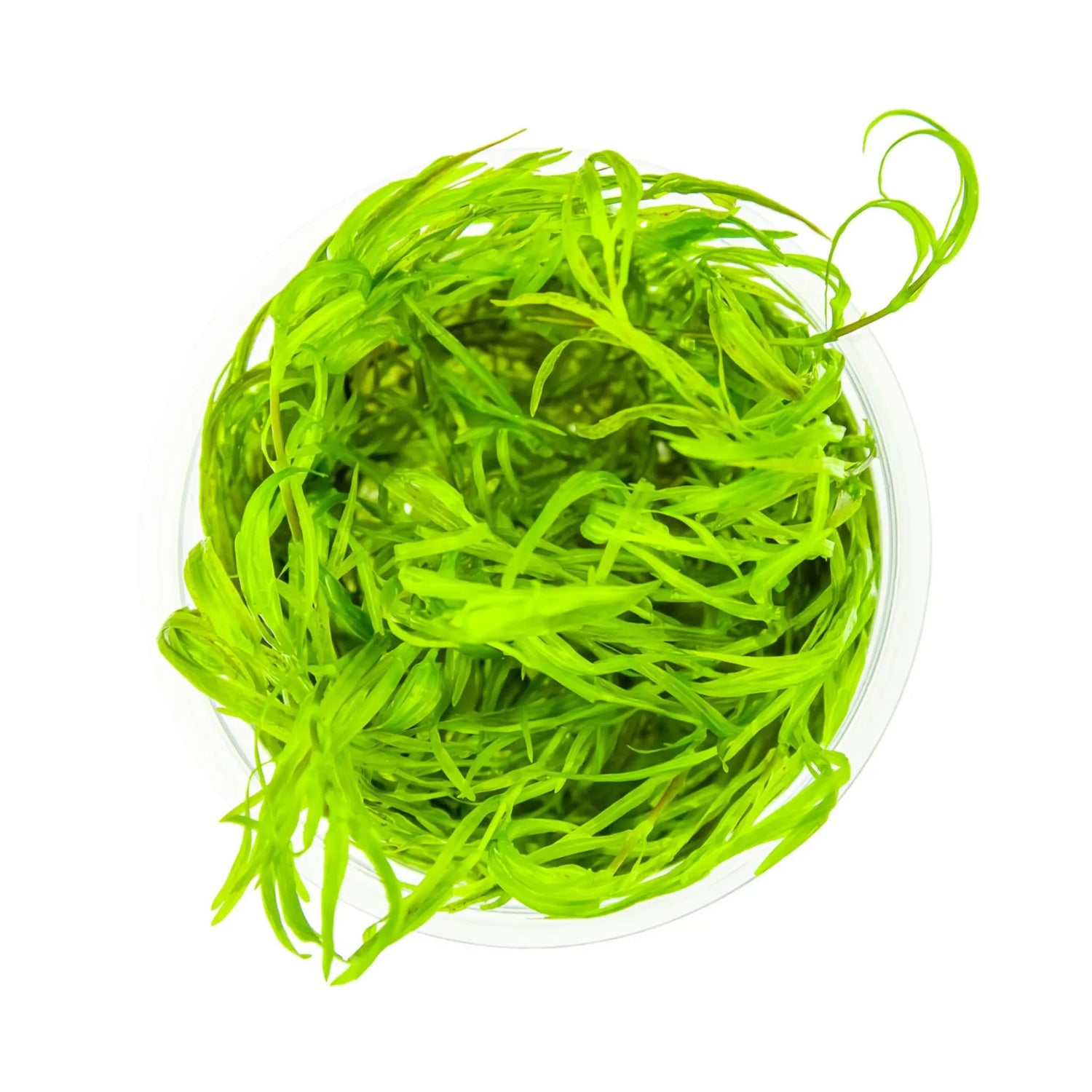 Tropica Najas guadalupensis Guppy Grass 1-2-Grow Tropica