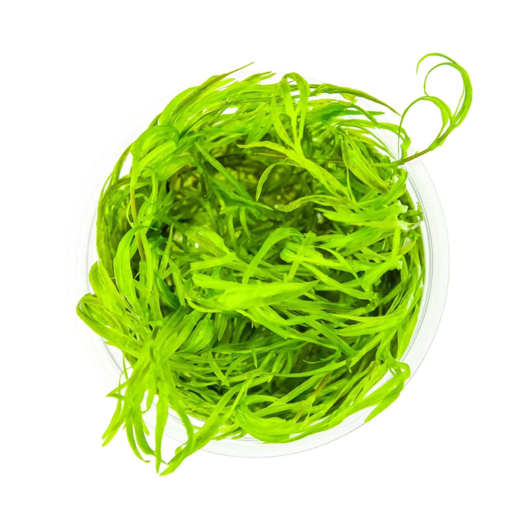 Tropica Najas guadalupensis Guppy Grass 1-2-Grow Tropica