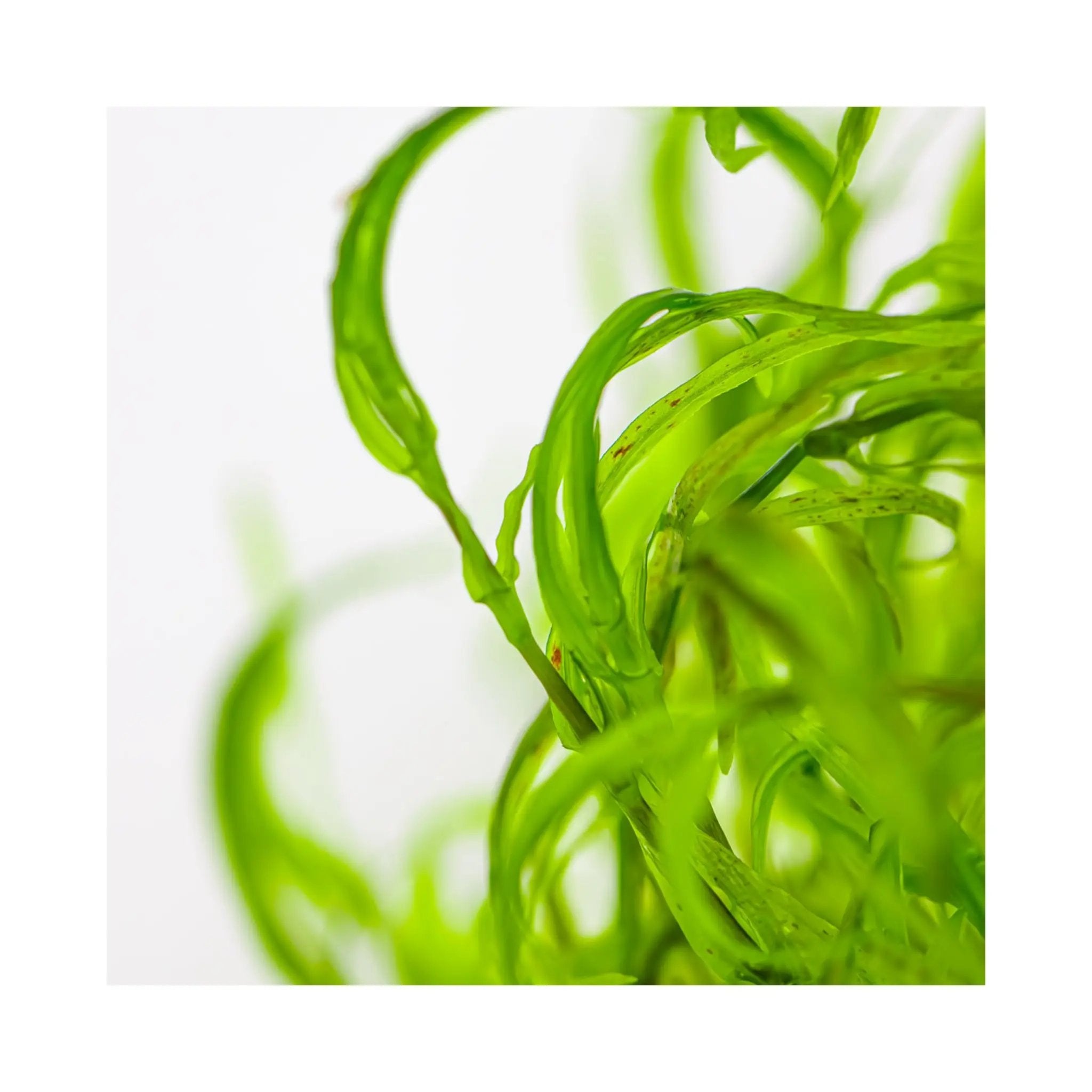 Tropica Najas guadalupensis Guppy Grass 1-2-Grow Tropica