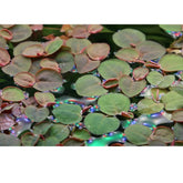 Tropica Phyllanthus fluitans 1-2-Grow! - Aqua Essentials